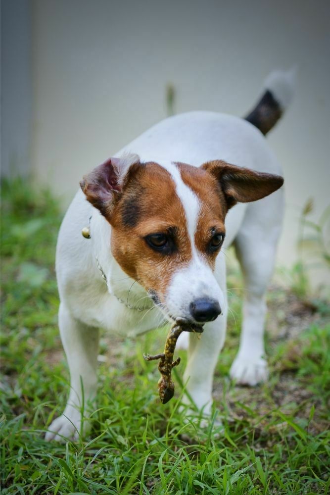 are skinks poisonous to dogs if eaten