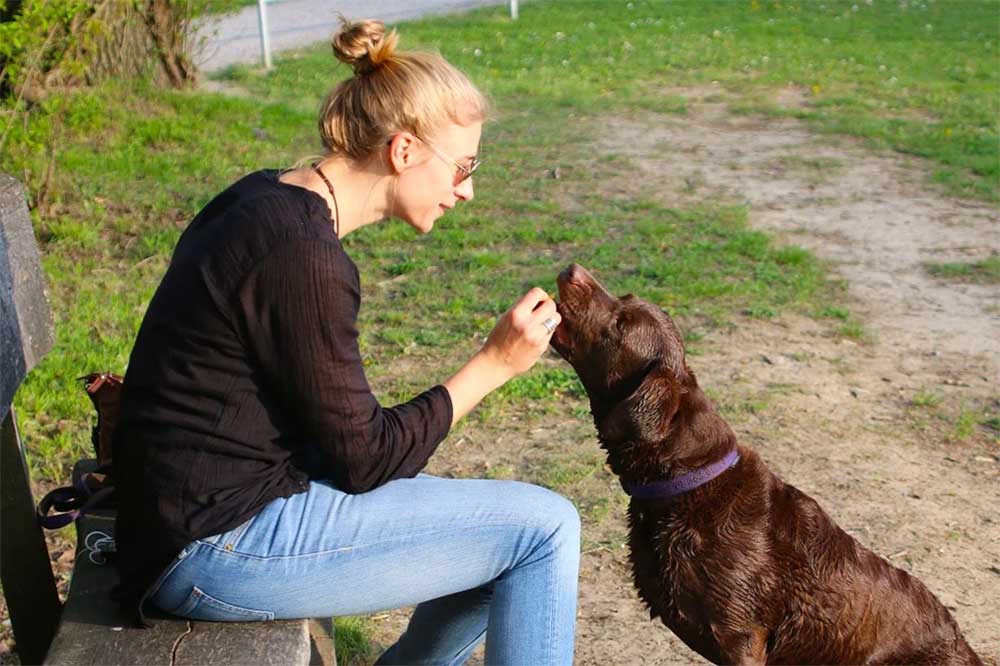 can dogs eat sunflower seeds shells