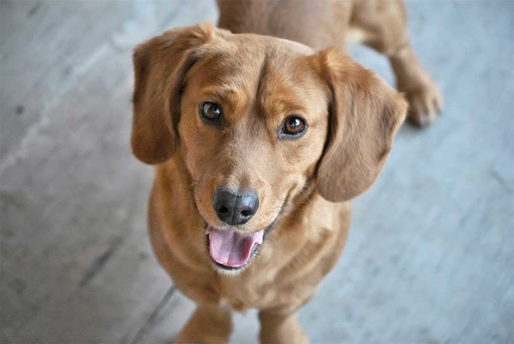 Can Dogs Eat Sunflower Seeds? (+ Butter & Shells Poisonous) - PetDT