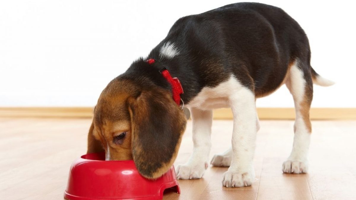 Can Dogs Eat Takis And What Happens If They Do Petdt