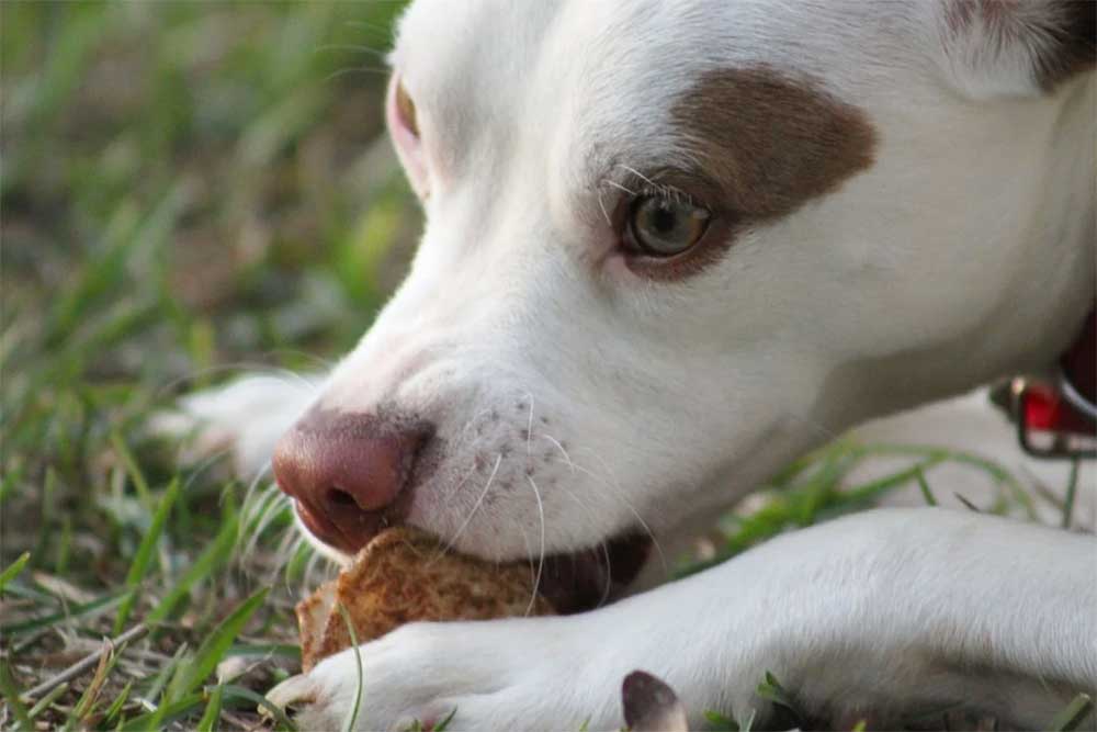 Can dogs eat tamales. Jpg1