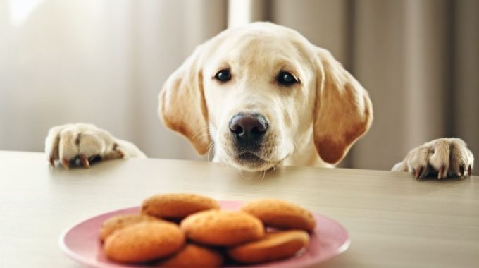 are vanilla wafers safe for dogs