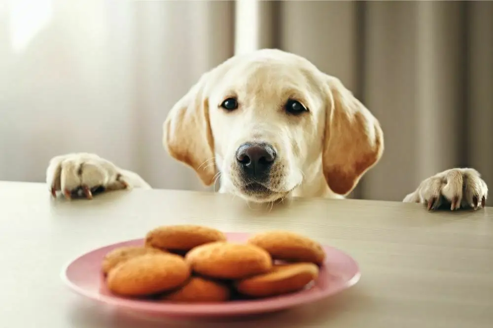 Dog looking at cookies