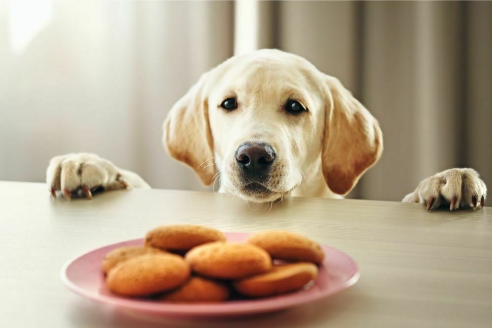 Can Dogs Eat Vanilla Wafers and Cookies? Everything You