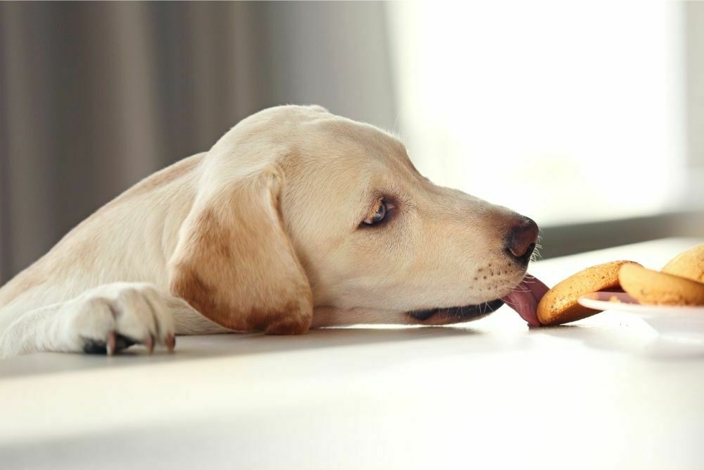 Dog eating cookies