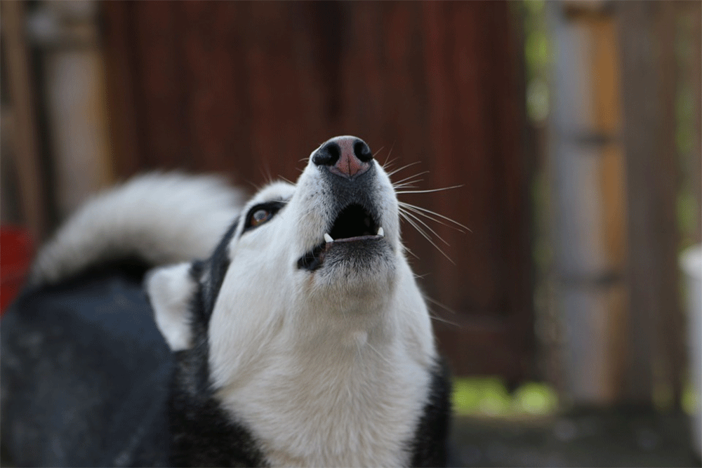 Can huskies stay home alone