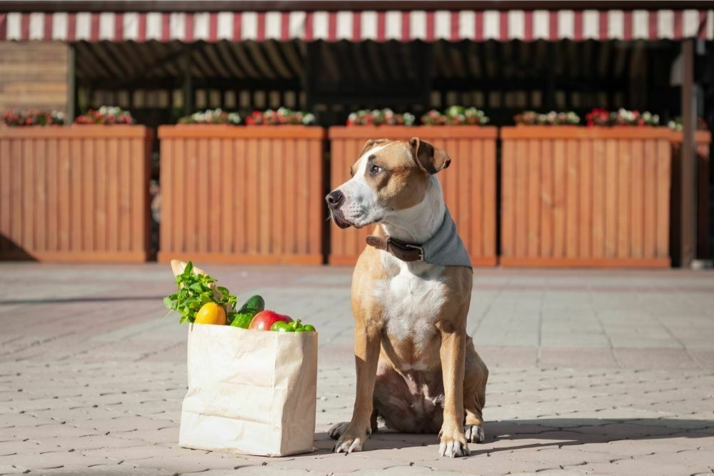 Can I Take My Dog to Target? - PetDT