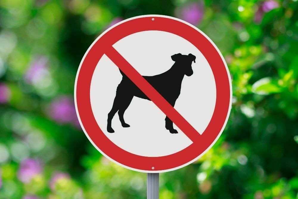 Can I Bring My Puppy Into Target