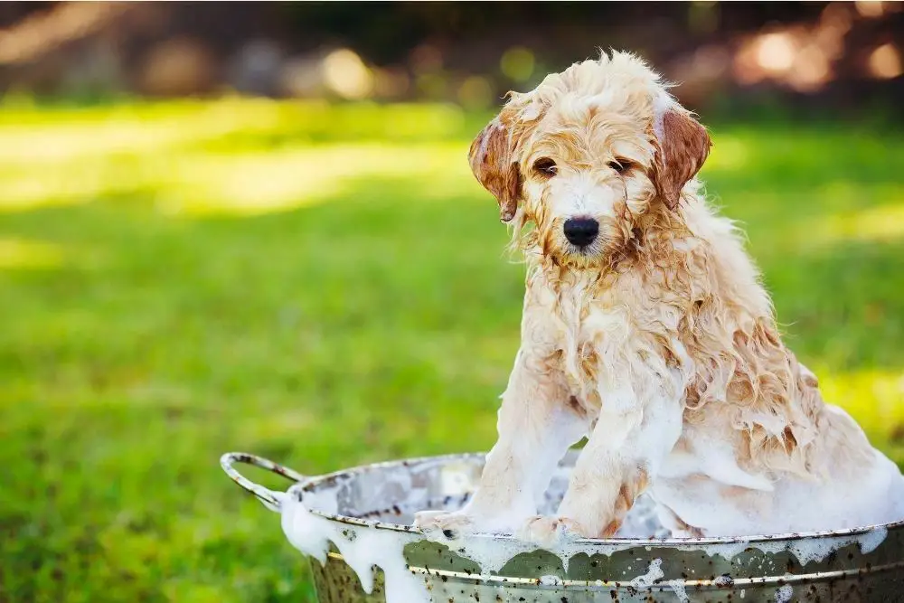 How Long Should I Wait to Bathe My Dog After Applying Flea
