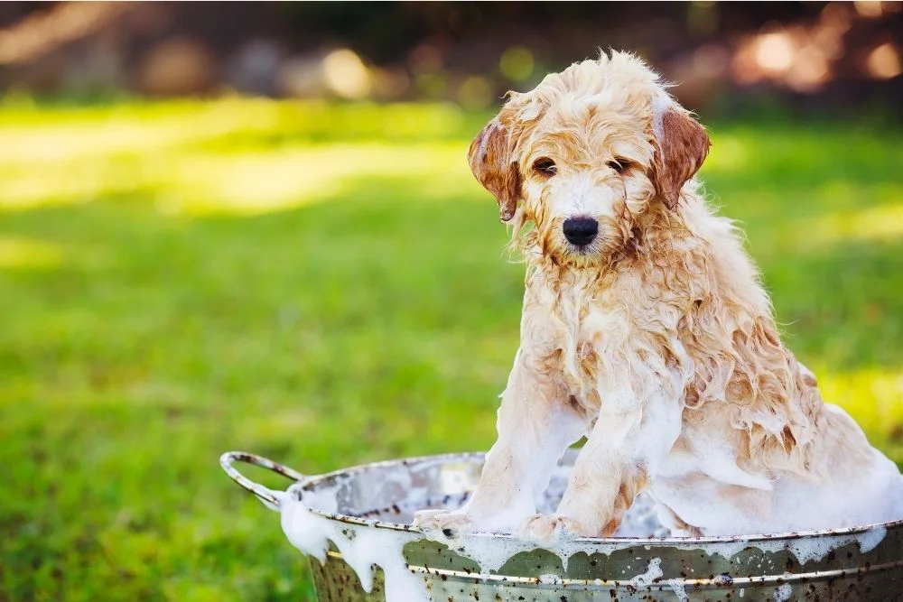 How Long Should I Wait to Bathe My Dog After Applying Flea Treatment?