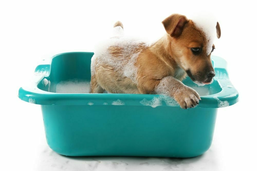 Can I Give My Dog A Bath With Dawn Dish Soap
