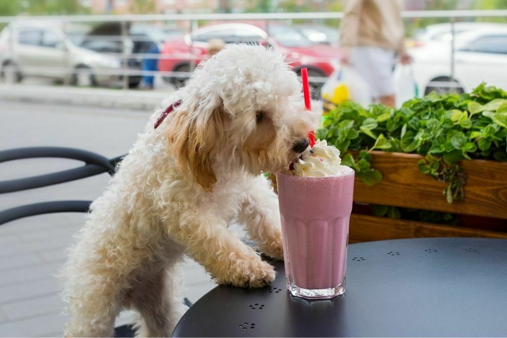 Can maltipoo eat human food2