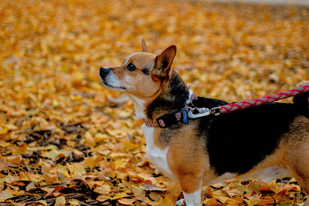 can-you-take-dogs-into-walmart-the-pet-policy