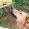 Can a single grape kill a dog