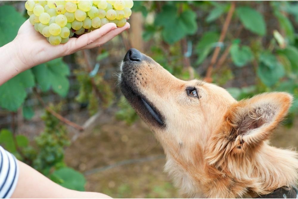 Can a single grape kill a dog