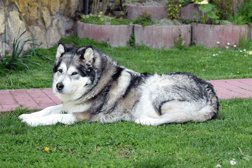 alaskan malamute vs wolf