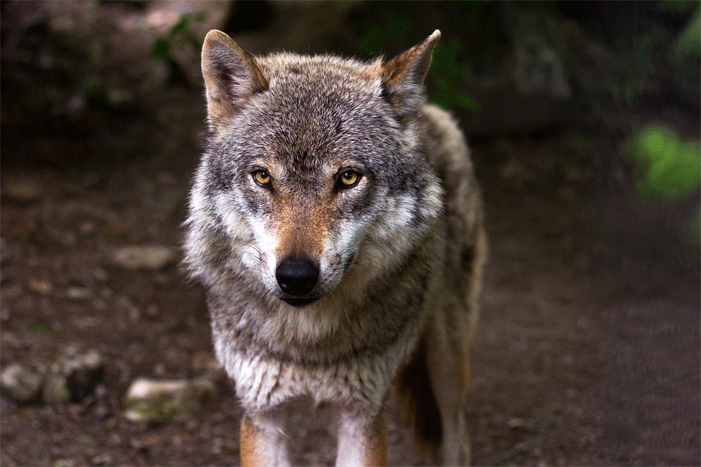 Can an alaskan malamute kill a wolf. Gif1