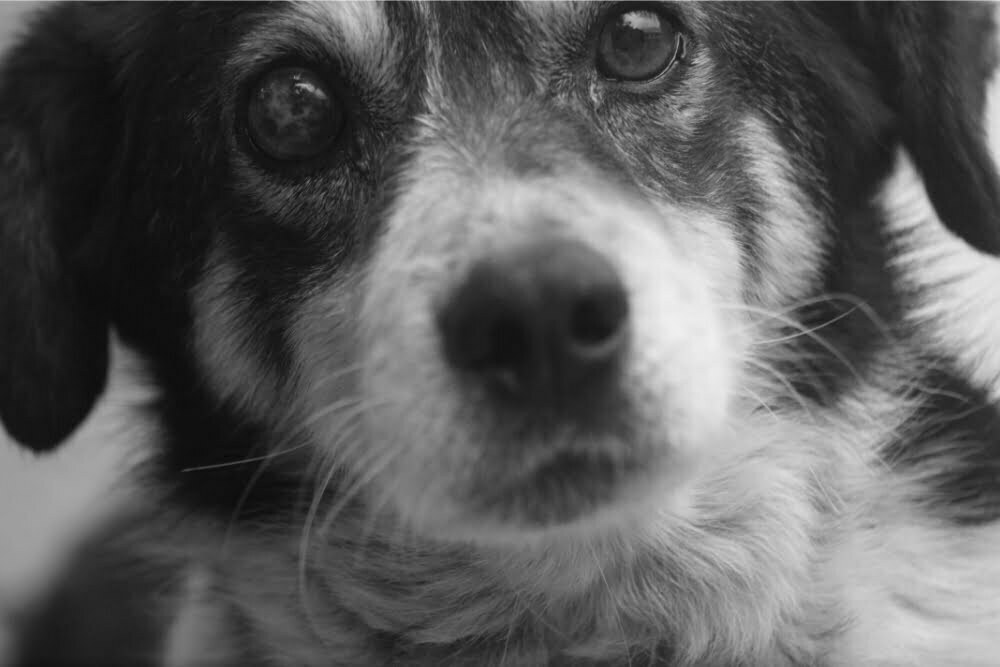 Can Puppies Cry Themselves To Death