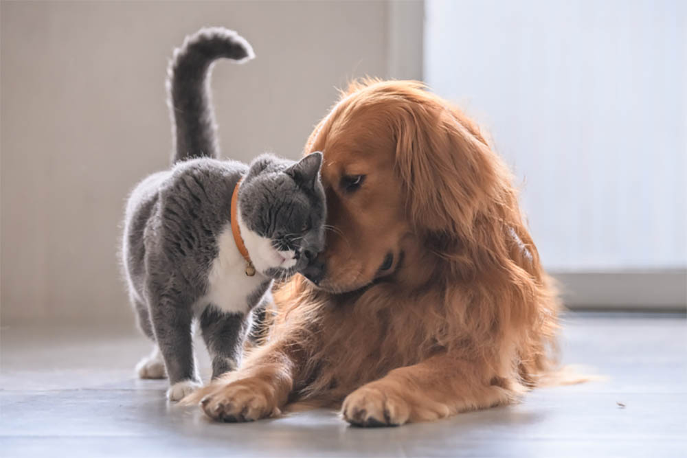 Can dogs mate with cats