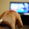 Can dogs see tv