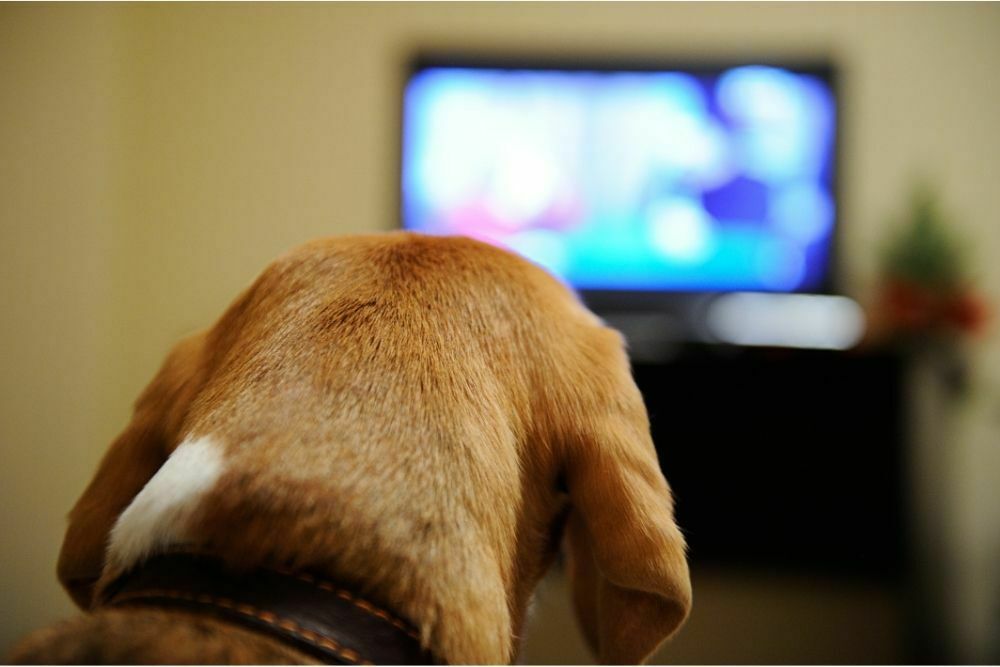 Can dogs see tv