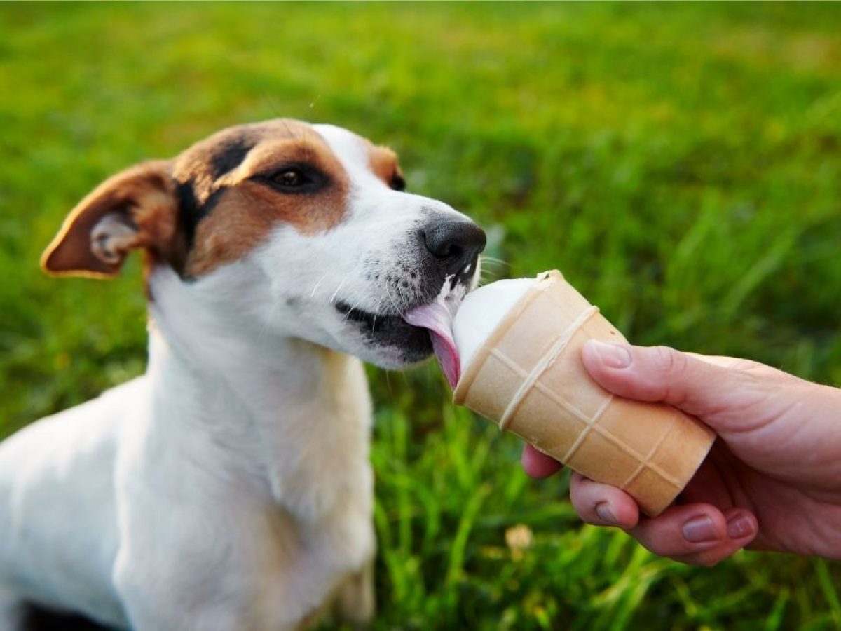 can ice cream cause diarrhea in dogs