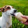Can my dog eat vanilla ice cream