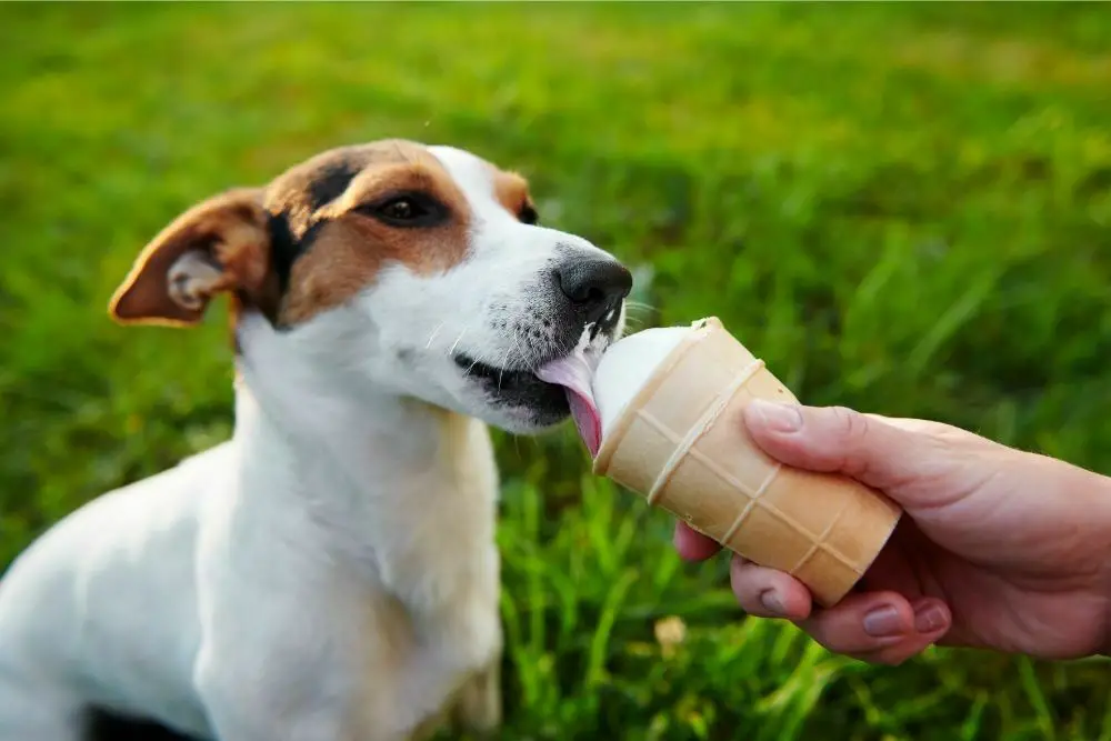 Can my dog eat vanilla ice cream