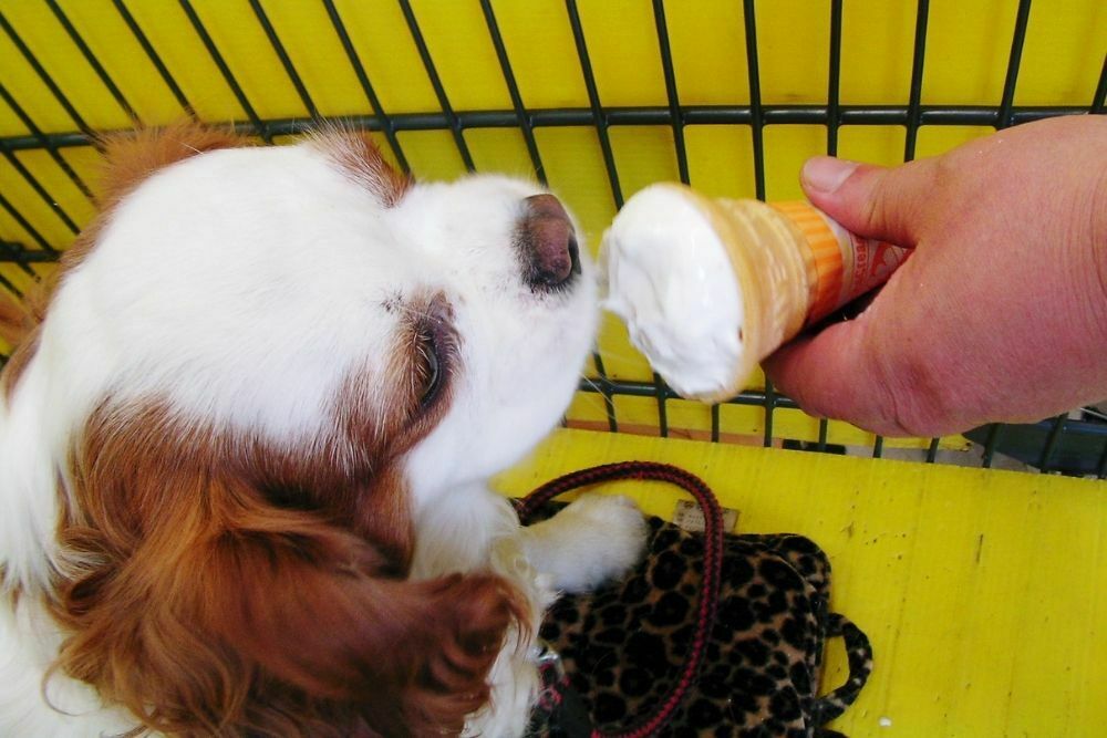 can a dog eat vanilla ice cream