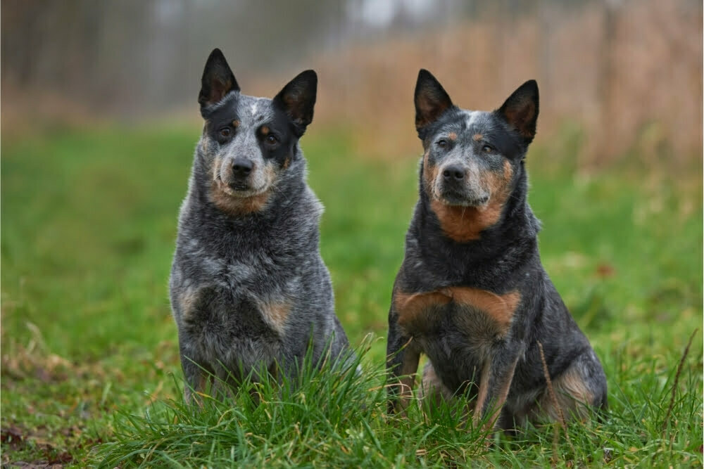 Cattle dogs