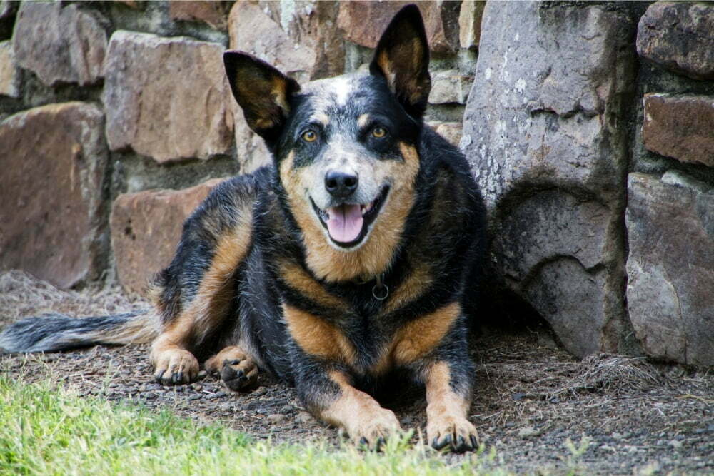 Cattle dog