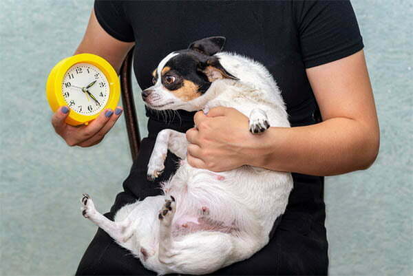 How to tell if your chihuahua is pregnant