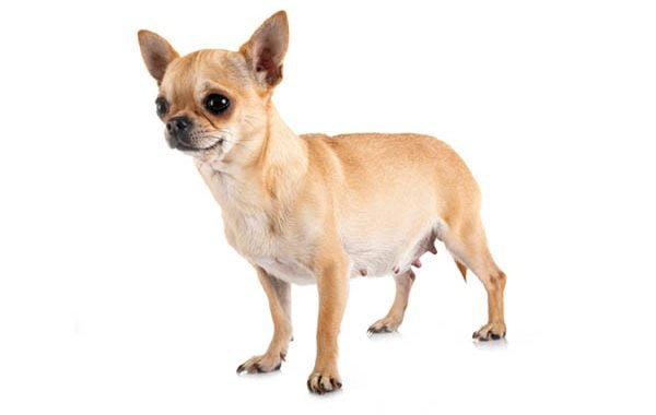 Chihuahua Pregnancy