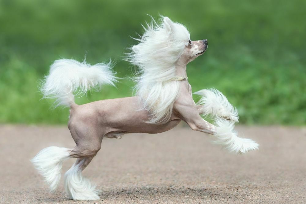 Chinese crested