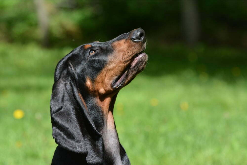 are black and tan coonhound puppies lazy