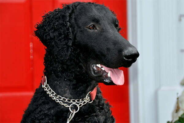 Curly-coated retriever