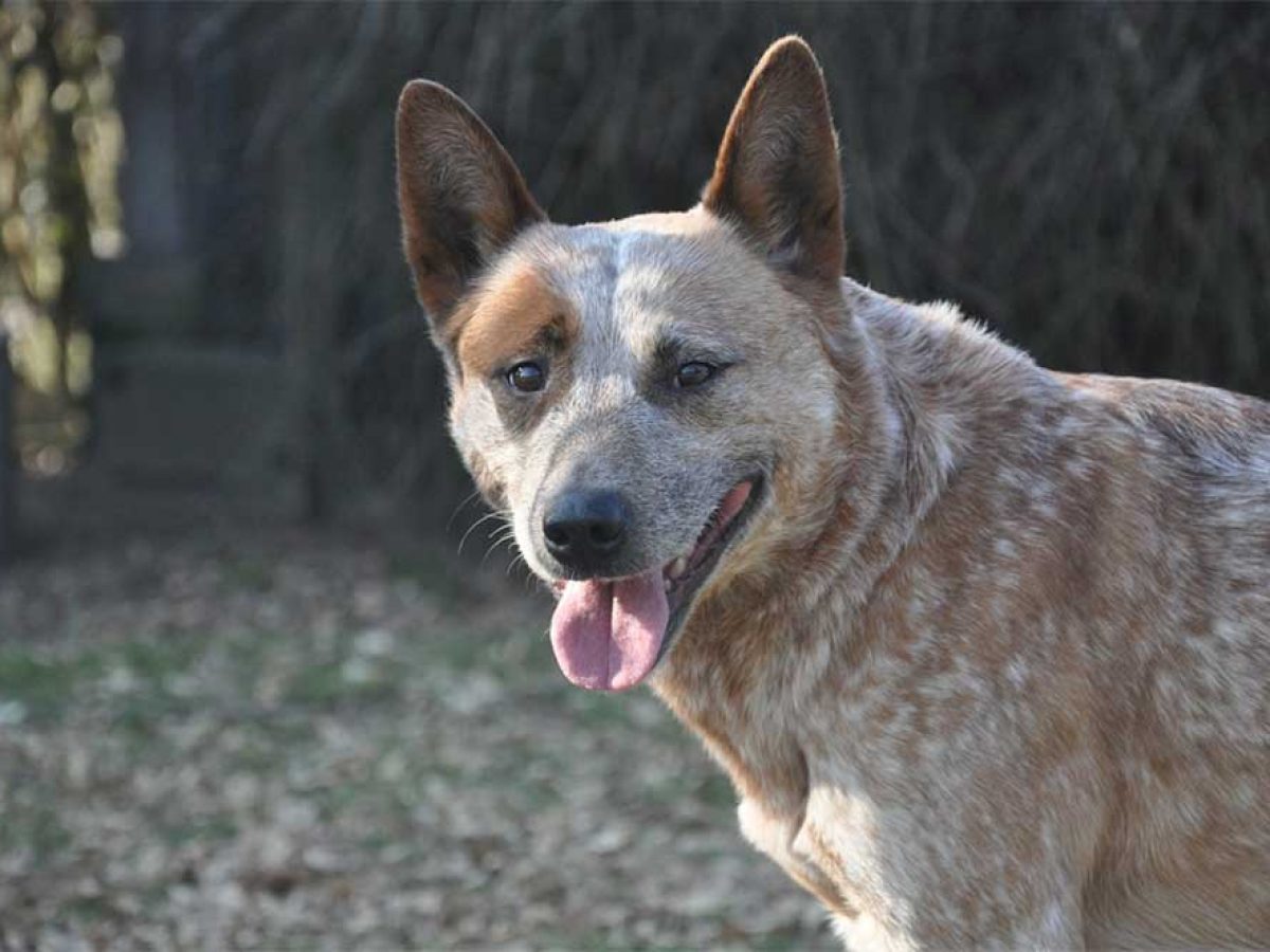 what health problems do blue heelers have