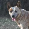 Do australian cattle dogs have health problems