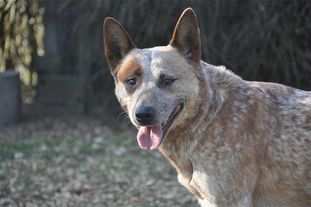 Do australian cattle dogs have health problems