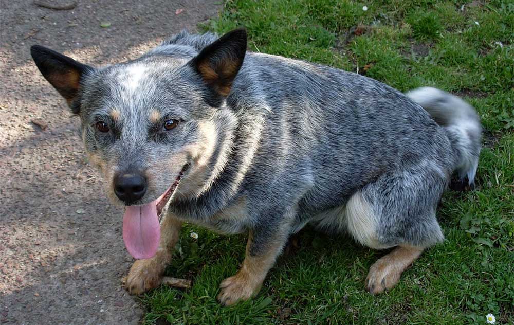 Do australian cattle dogs have health problems. Jpg1