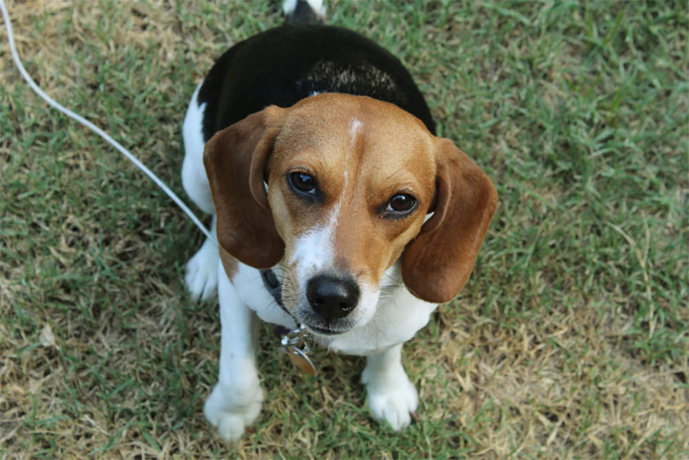 Do beagles like to be picked up