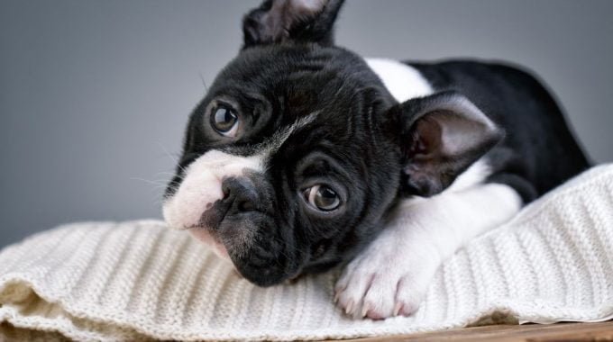 Do boston terriers have sensitive stomachs