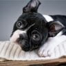 Do boston terriers have sensitive stomachs