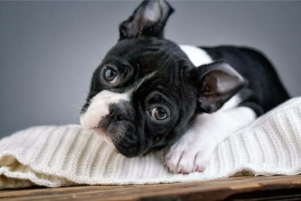 Do Boston Terriers Have Sensitive Stomachs? PetDT