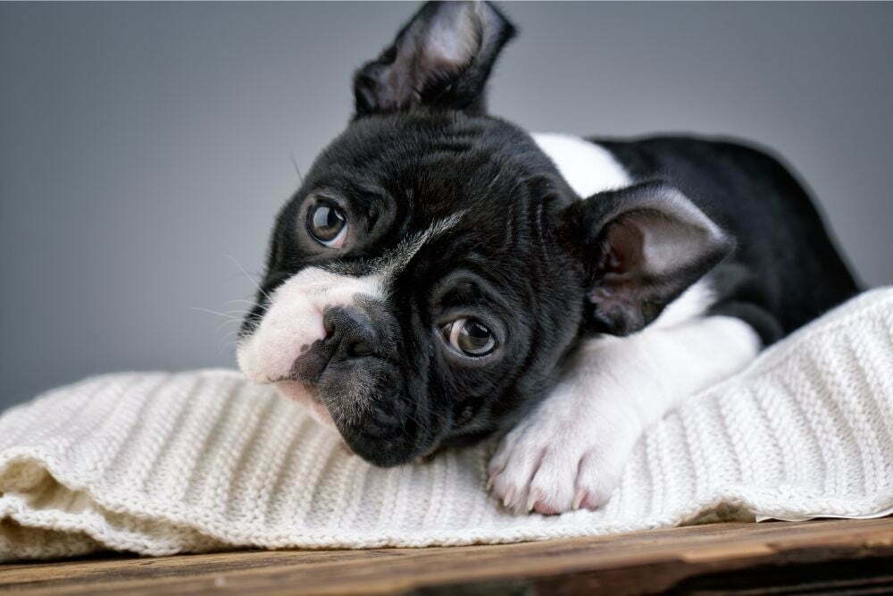 Do boston terriers have sensitive stomachs