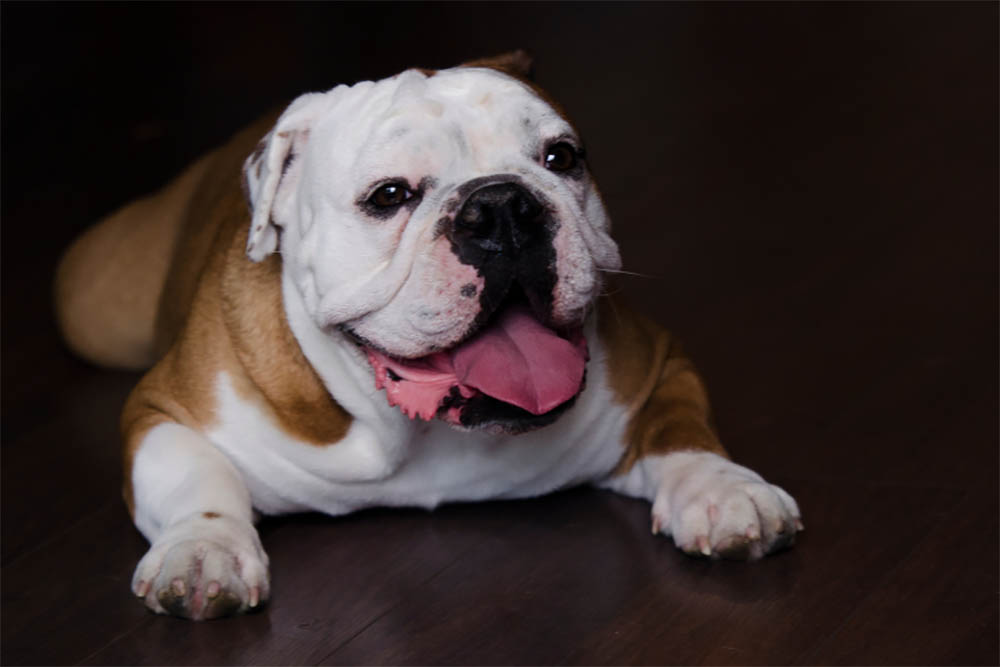 Why Do Bulldogs Have Bad Gas