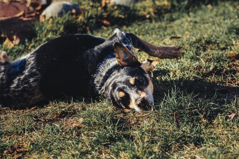 Do cattle dogs get cold