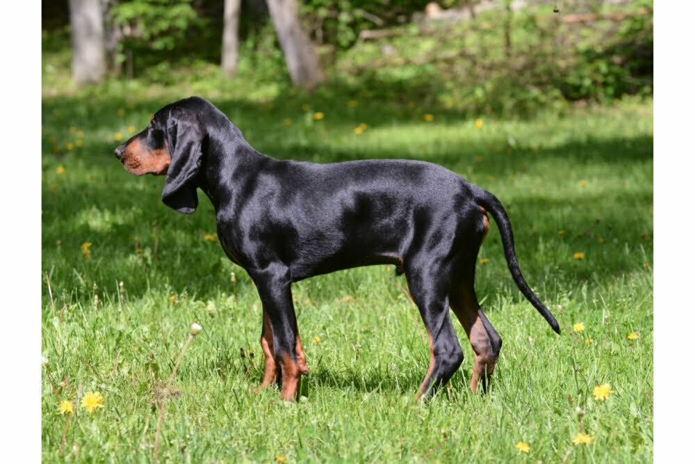 are coonhounds aggressive