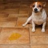 Do dogs pee in the house out of spite
