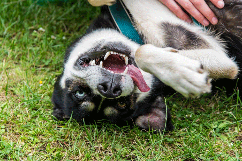 A husky laying on their back